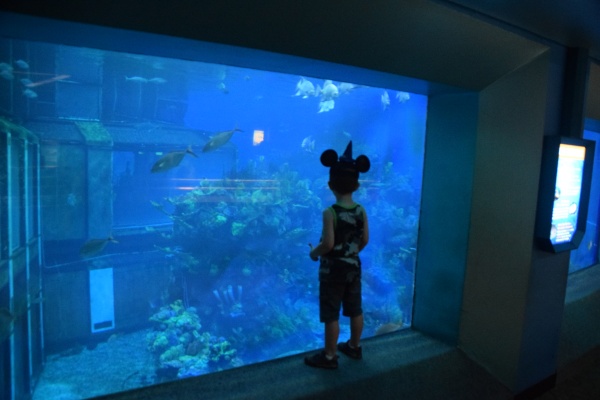 Connor's Epcot Must-Dos | Aquariums in The Seas with Nemo and Friends